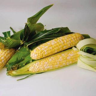 Sweetness Corn Thumbnail